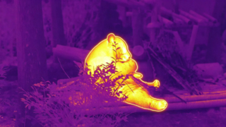 Панда ест бамбук #ThermaImage #InfraredPanda #Episode1