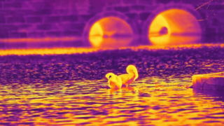 Инфракрасный лебедь — снято модулем инфракрасной камеры 640x512/12 мкм #shorts #infrared #thermalimaging